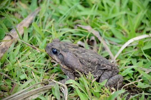 Cane Toad Stock Photos