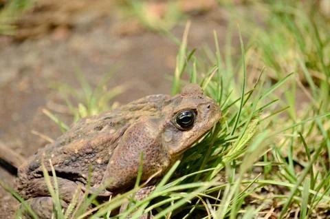 Cane Toad Foto stock