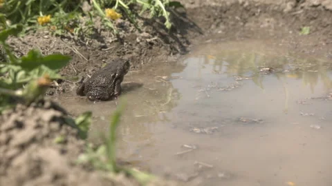 Cane toad in puddle jumping in slow motion Stock Footage 154770349