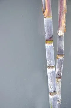 Cane trees Stock Photos