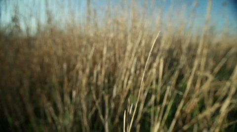 Cane Walk Through Stock Footage 769109