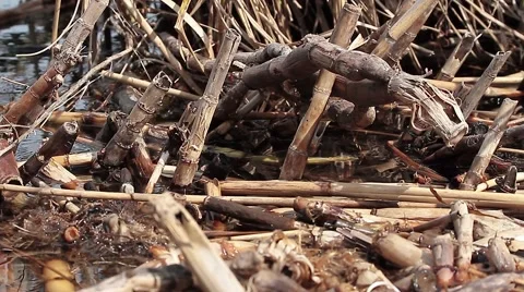 Cane in water, birds close Video stock 42591295