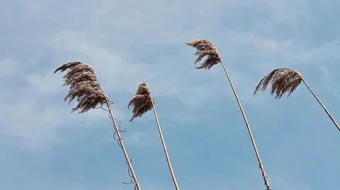 Cane in wind Video stock 42591800