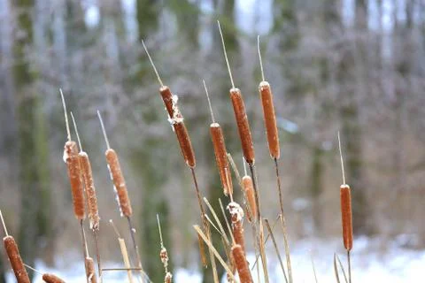 Cane in winter time Stock Photos
