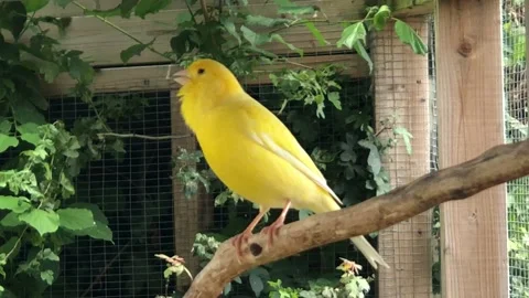 CANERY CHIRPING 2 Stock Footage 135018409