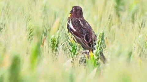 Canery common perched on wheat field Stock Footage 335661464