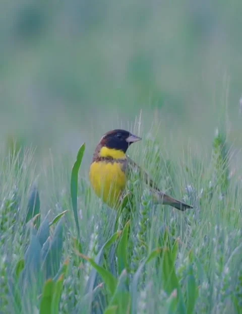 Canery common on wheat field closeup 스톡 동영상 335662007