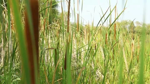 In canes 1 Stock Footage 11434711