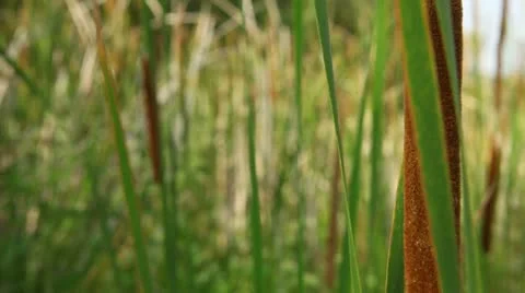 In canes 2 Stock Footage 11434717