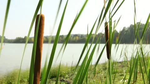 In canes 3 Stock Footage 11434722