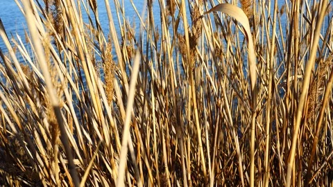 Canes against the background of the lake. Stock-Footage 103222412