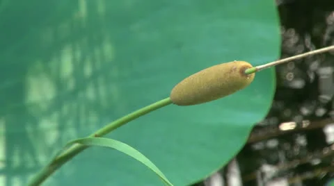 Canes on the background of green leaf Stock Footage