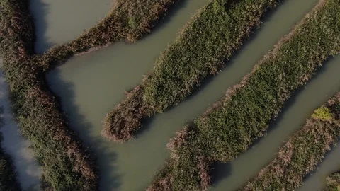 Canes Labyrinth in the delta of river Po, Italy 스톡 동영상 119021308