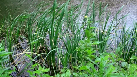 Canes on the lake Video stock 90781339