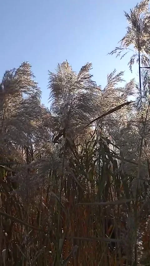 Canes moved by the wind Stock Footage 262772058