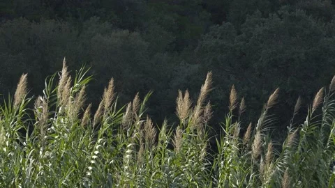 Canes slightly dancing in the wind with clouds of flying insects Stock Footage 221241968