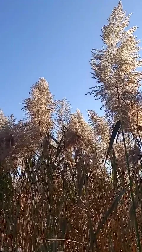 Canes in the sunlight Stock Footage 262772183