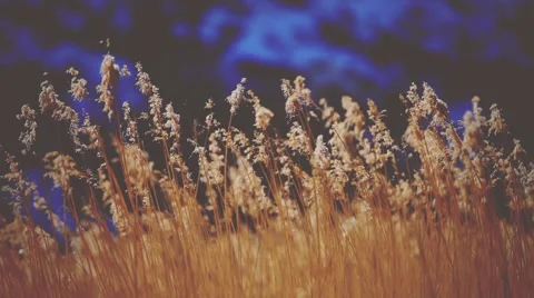 Canes under bright rays of the sun. Vignette color 動画素材 63371031