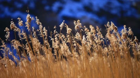 Canes under bright rays of the sun. No color correction Video stock 63371075