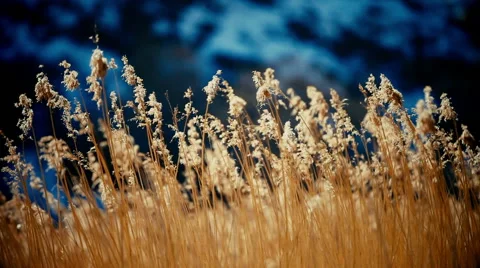 Canes under bright rays of the sun 動画素材 63371382