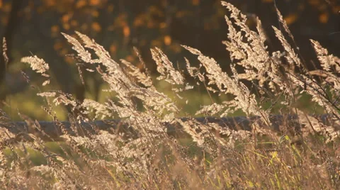 Canes in wind Video stock 32361282