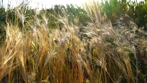 Canes on wind. Slow motion. Stock-Footage 109381188