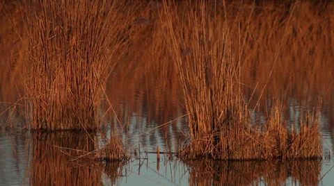 Canes in a winter day Stock Footage 34347994