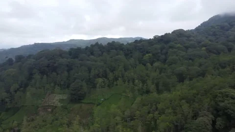 Cangar Forest 스톡 동영상 227286668