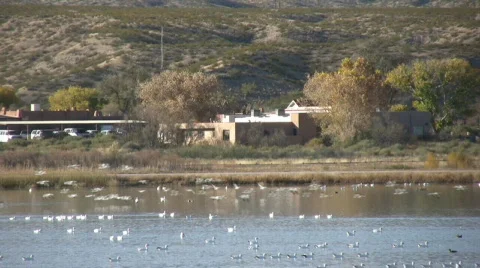 CanGeeseFlockFlyingAcrossRefuge Vídeo Stock 282424