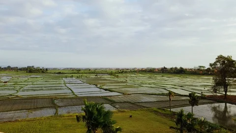 Canggu Rice Fields Pan Left to Right. High Angle. Sunset Stock Footage 122935209