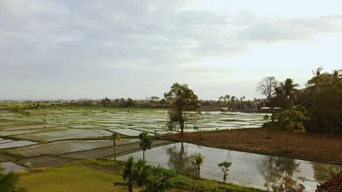 Canggu Rice Fields Pan Right to Left. High Angle. Sunset Stock Footage 122936009