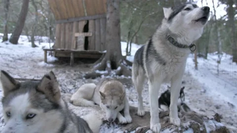 Cani rando shutter Stock Footage 158925651