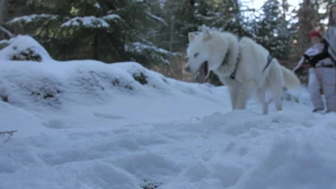 Cani rando shutter Stock Footage 158925961