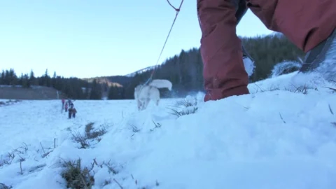 Cani rando shutter Stock Footage 158926145