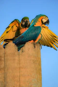 Canindé Macaw mating Stock Photos
