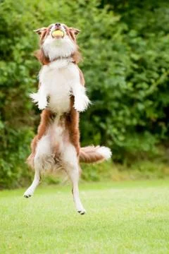 Canine agility Stock Photos