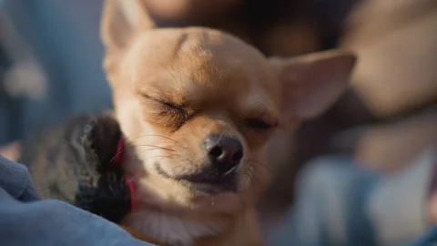 Canine anxious portrait, portrait emphasizing apprehensive and expressive tiny Stock Footage 323222978