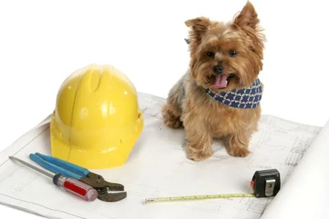 Canine Architect Stock Photos
