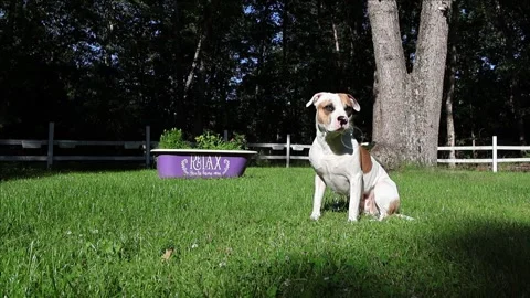 Canine Captivation Stock Footage 277036550