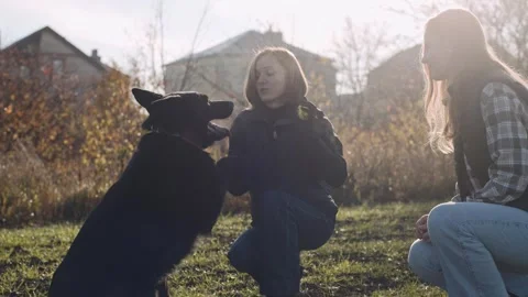 Canine expert showcases training techniques with German shepherd Stock Footage 320453098