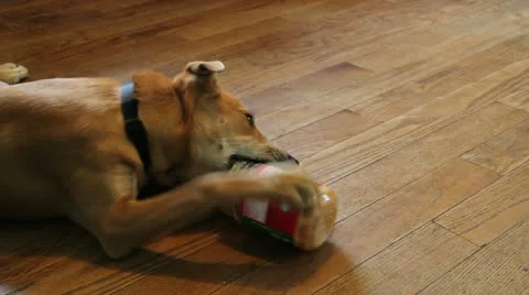 Canine Vidéo 11684748