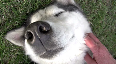 Canine Happiness Видео 37359058