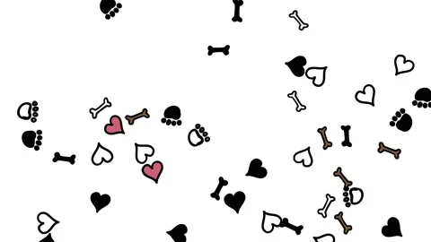 Canine pattern. Bones, footprints, hearts and paws flying on white background Video stock 146259835
