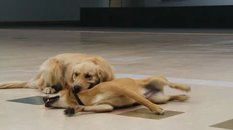 Canine playing together Stock Footage 12009439