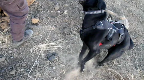 Canine Search Stock Footage 874221