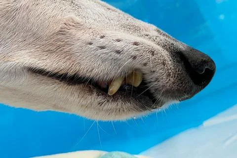 Canine teeth. Dog bite. Close up on the dog's exposed teeth. 스톡 사진