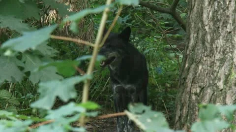 Canis lupus - grey wolf in forest Stock Footage 12305644