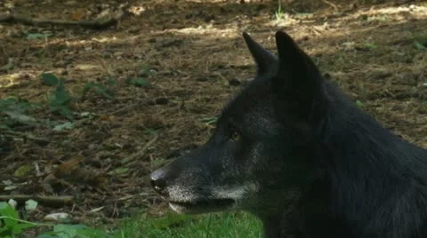 Canis lupus - grey wolf in forest close up profile Stock Footage 12305697