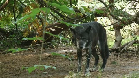 Canis lupus - grey wolf in forest + walks away Stock Footage 12306124