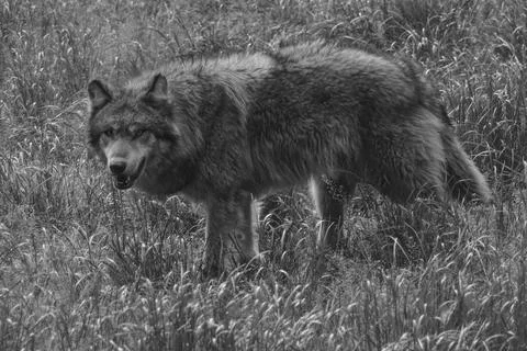 Canis lupus Stock Photos